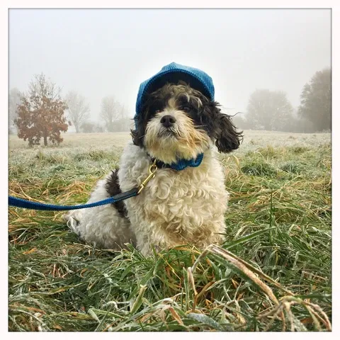 LISH Arnold Blue Wide Wale Corduroy Dog Lead